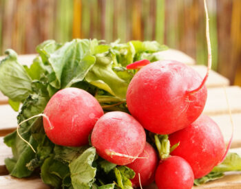 Often overlooked, radishes are a crisp and colorful addition to salads and dishes. Beyond their taste, these small root vegetables offer significant health benefits. They are a fantastic source of dietary fiber, which aids in digestion and helps maintain a healthy gut microbiome. Radishes also contain significant amounts of vitamin C, a potent antioxidant that boosts the immune system, promotes healthy skin, and assists in collagen production. Additionally, they are rich in potassium, which contributes to proper heart function and helps regulate blood pressure.