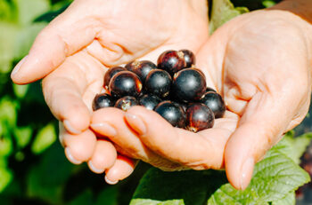hand holding Alkaline Fruit - muscadine grapes